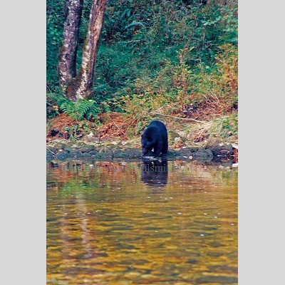 Black Bear Eating Salmon